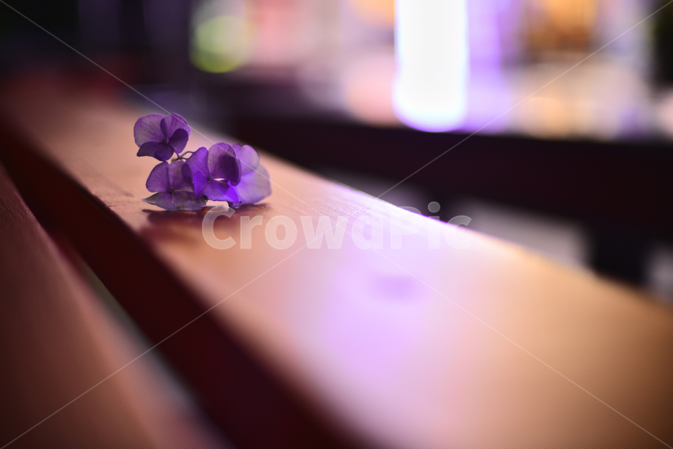 야간,빛망울,꽃,수국꽃,불빛,조명,테이블,night,bokeh,보케,분위기,느낌,필,감성,백그라운드,바탕,배경,feeling,sensible,emotional,flowers,background,purple,퍼플,보라색꽃