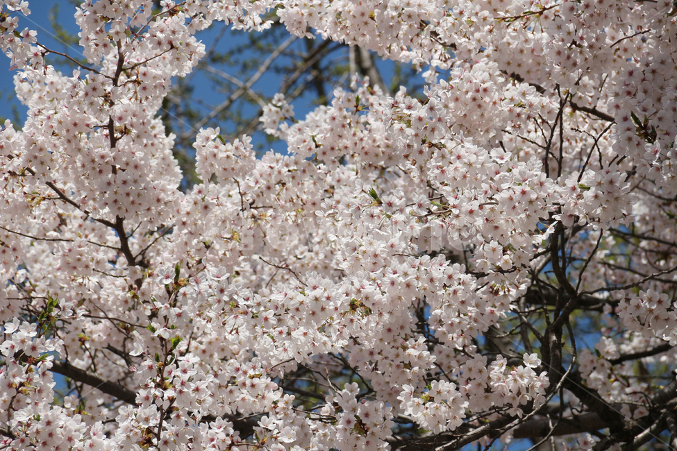 사쿠라,cherryblossom,봄,꽃,봄꽃,벚꽃