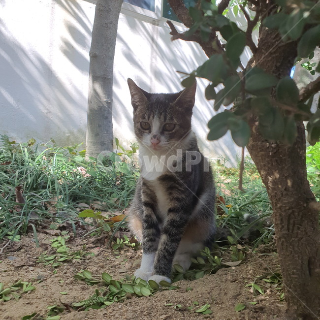 고양이,길고양이,animal,kitty,cuty,lovely,outdoors,옥외,야외,pet,동물,animal,포유류,mammal,고양이,cat,kitten,kitty