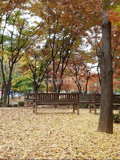 벤치,tree,나무,식물,가을,가을,계절,fall,autumn,season,furniture,가구,bench,plant