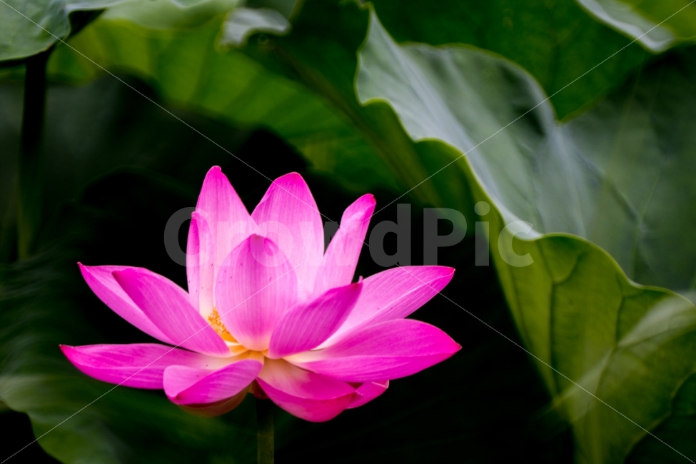 연꽃,자연,식물,풍경,스냅,식물,자연,plants,nature,꽃,flower