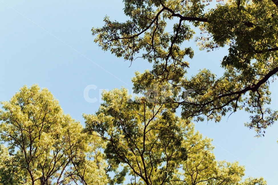 봄,자연,색감,감성사진,필름사진,아날로그,spring,nature,하늘,나무,청량,여름,summer,tree,시원한
