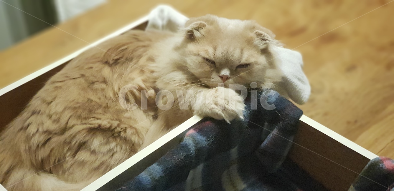 kitten,cat,box,nap,pet