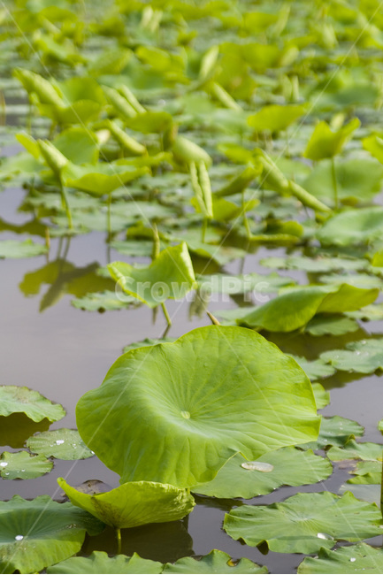 연잎,저수지,초록,연,수면,식물,자연,plants,nature