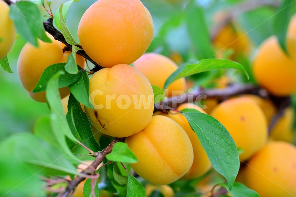 살구,피로회복효과과일,식물,감귤류과일,주황색,과일,열매,fruit