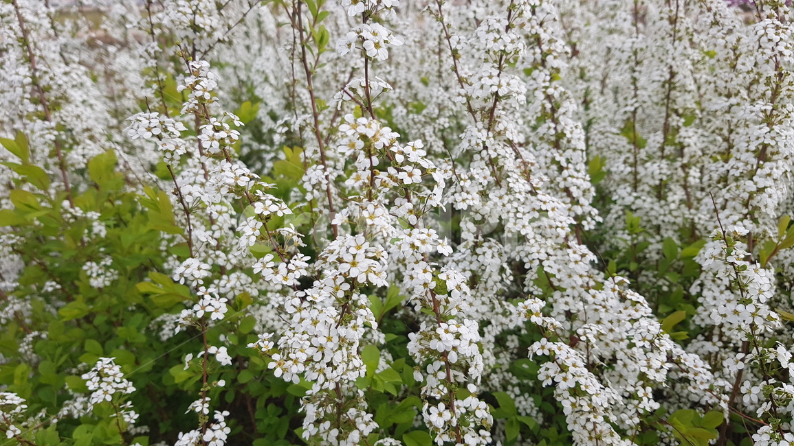 식물,꽃,조팝나무,bridalwreath,spiraea,prunifolia