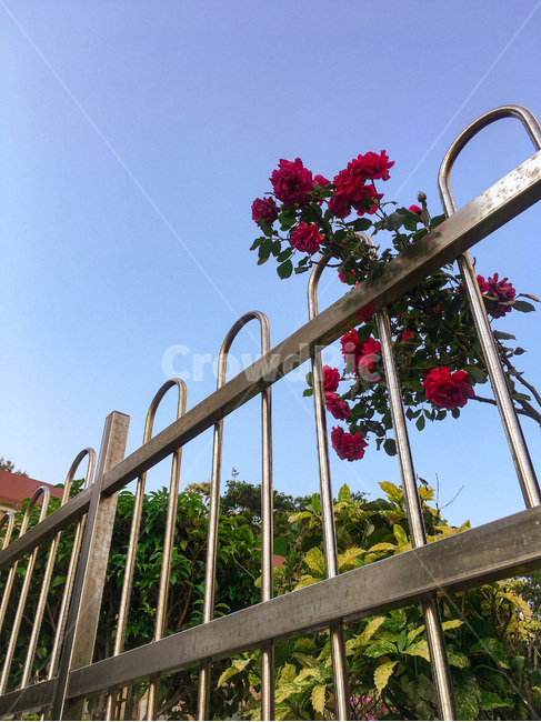 railing,난간,handrail,banister,장미,rose