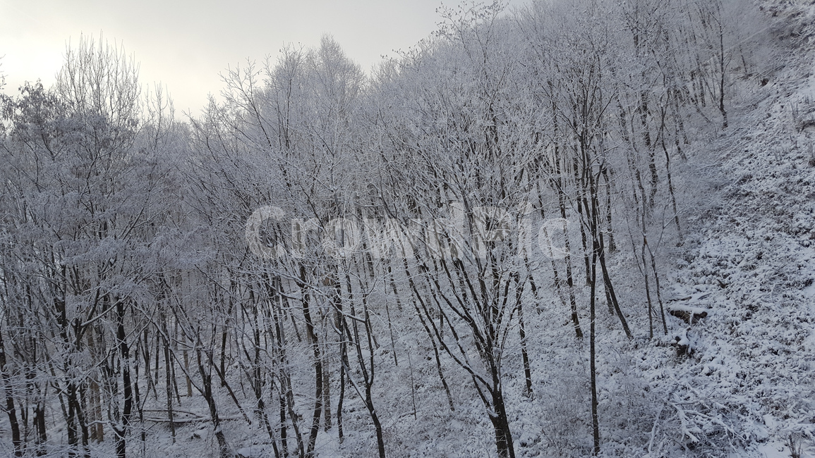 nature,자연,설산,눈,나무