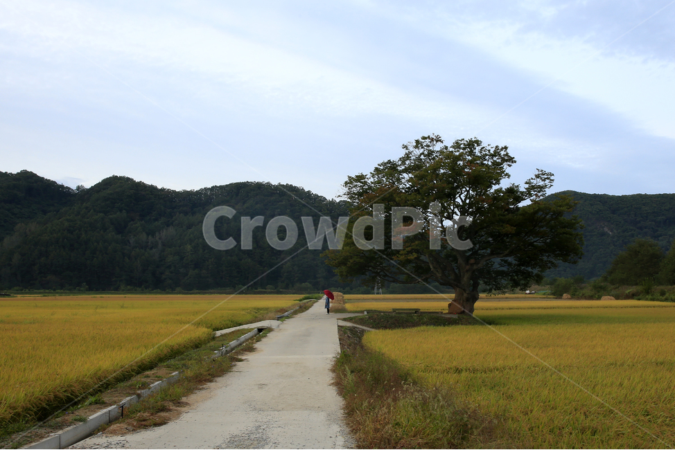 원정리,회룡포,가을들녘,원정리느티나무,구절초,가을,계절,fall,autumn,season,자연,풍경,nature,landscape,ditch,도랑,outdoors,옥외