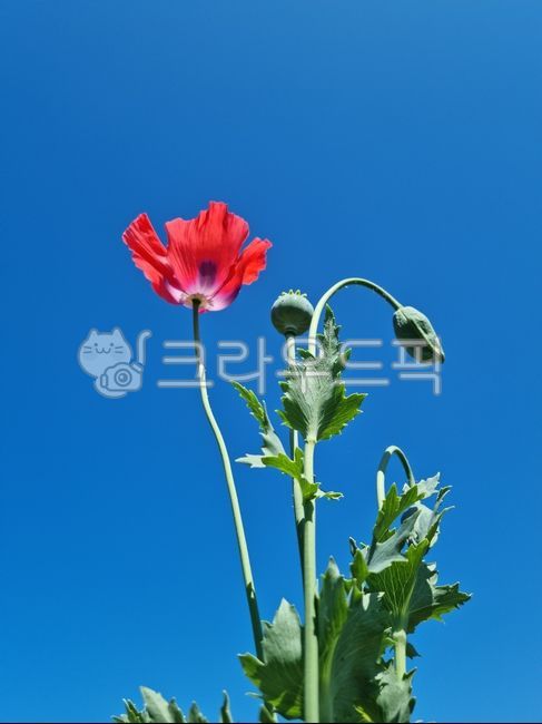 poppy,medicinaltobacco,biennial plant,biennialherb,opium flower,flower,poppyflower,medicinal cigarette,hyacinth,opiumflower,cherry blossom,poppy flower