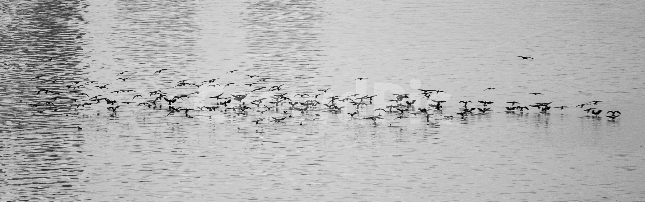 흑백사진,한강,흑백,새,물,water,동물,flock,대군,outdoors,옥외,animal,모노크롬,모노,새때,철새,물오리,동물,animal,조류,새,birds