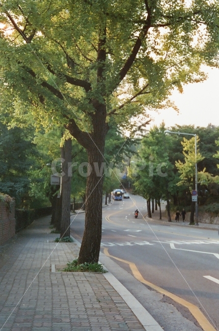 필름,필름사진,길,감성,산책,오후,남산,나무,영화필름,film,cinestill,namsan,tree,walk,road,도시,풍경,city,landscape,교통,교통수단,traffic,transportation,도로,plant,식물,asphalt,아스팔트
