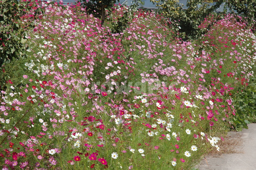 꽃,코스모스,꽃담,꽃길,가을,가을,계절,fall,autumn,season,식물,자연,plants,nature,꽃,flower,plant,outdoors,옥외