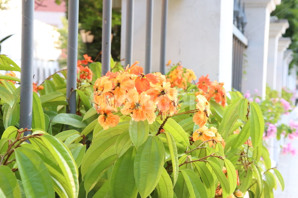flower,꽃,plant,식물,자연,식물,자연,plants,nature,꽃,flower
