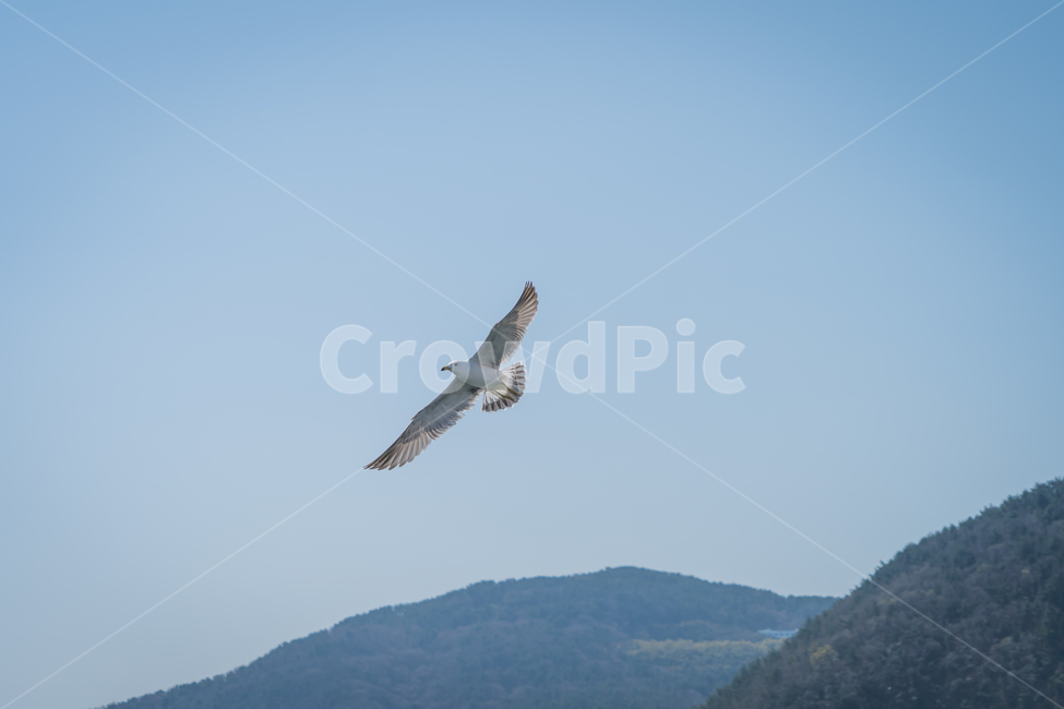 갈매기,조류,바다,비상,새,비행,seagull,창공,날다,자연,트랙킹,연사,순간포착,동물,animal,조류,새,birds