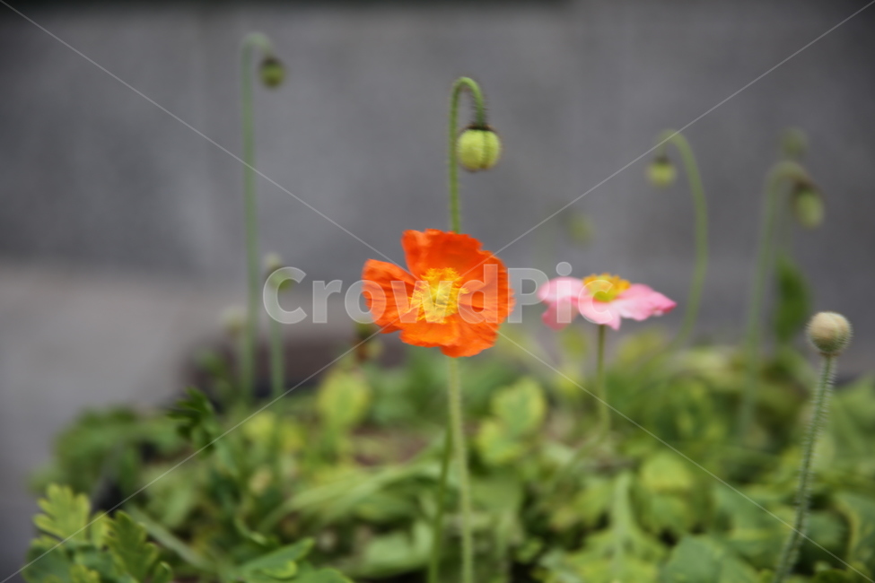 꽃,봄,일상,풍경,감성,계절,spring,season,식물,자연,plants,nature,flower,주황색,분홍색,핑크,만개,활짝,한송이,봄,계절,spring,season,식물,자연,plants,nature,꽃,flower,plant,blossom