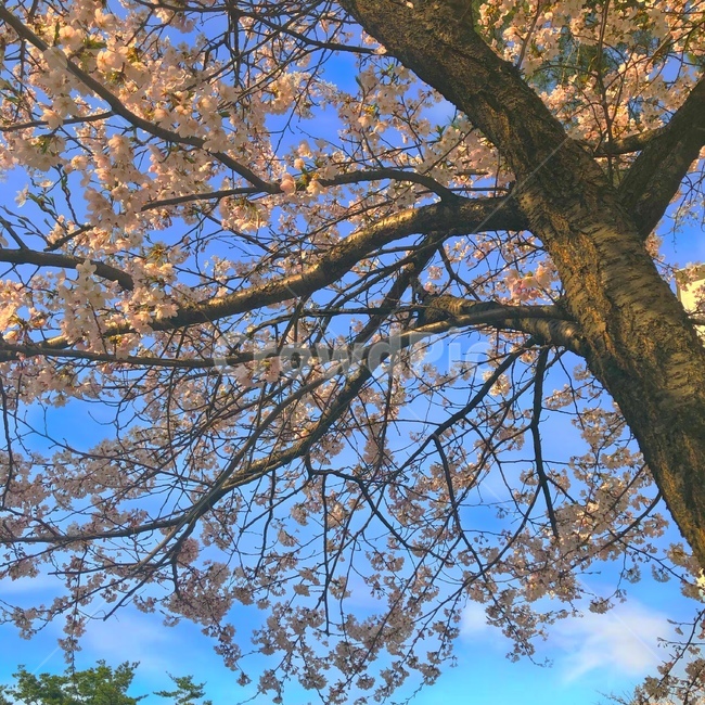 강원도,벚꽃,벚꽃구경,벚꽃나무,벚꽃놀이,sakura,하늘,cherryblossoms,cherryblossom,감성,색깔,보정,색상,색채,채도,색감,color,feeling,colersence,cherryblossoms,pink,cherryblossom