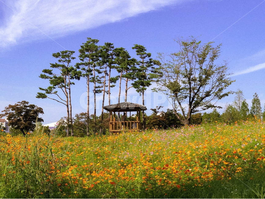 flower,꽃,blossom,nature,자연,outdoors,옥외,plant,식물,tree,나무,grassland,field