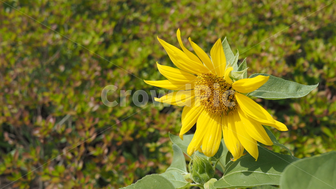 야생화,꽃,color,wildflower,flower