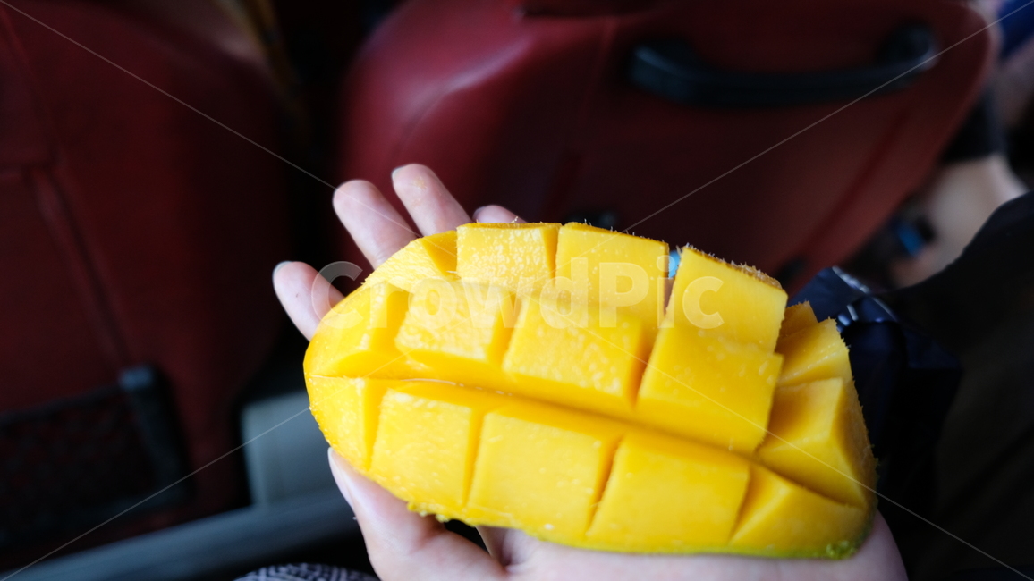 망고,과일,열대과일,달달함,노랑색