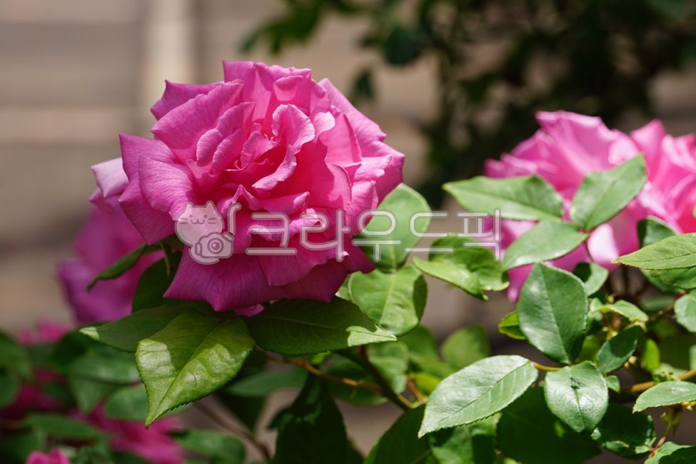 early summer,nature,In May,Rose Park,Rose,wild rose,flower,spring,spring flowers,petal,rose Festival,plant,rose,park