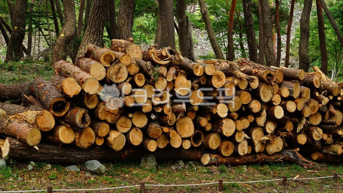 재선충,소나무,소나무재선충,소나무더미,나무더미,pinetree,woodfile,wood,pinewilt