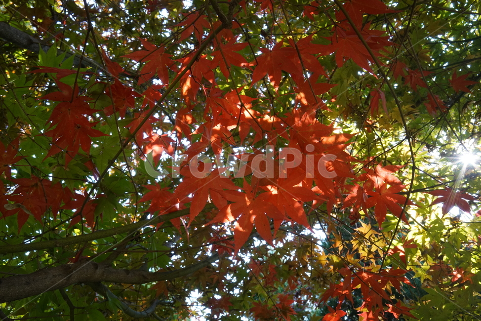 가을단풍,단풍잎,leaf,잎,plant,식물,tree,나무,maple,단풍,가을,계절,fall,autumn,season,식물,자연,plants,nature,나무,trees,wood