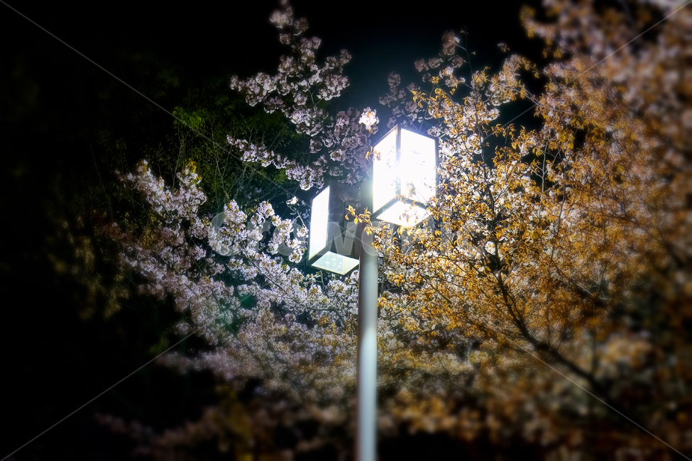 lamppost,램프포스트,빛,플레어,식물,야경,밤,풍경,nightscape,night,landscape,lamp post,램프 포스트