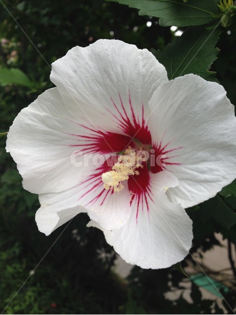 무궁화,백단심,무궁화접사컷,꽃,대한민국국화,식물,자연,plants,nature,꽃,flower