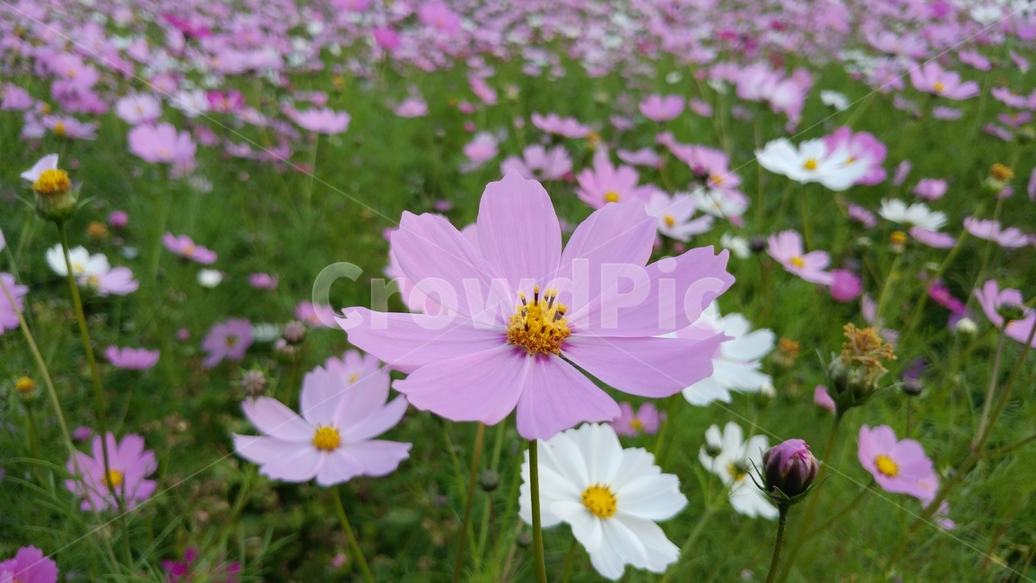 가을,꽃,자연,정원,초록,가을,계절,fall,autumn,season,식물,자연,plants,nature,꽃,flower,plant