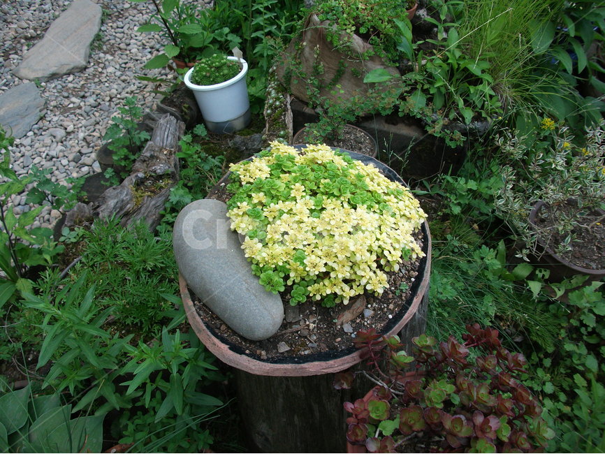 국화,정물,자연,화분,여행,식물,자연,plants,nature,꽃,flower