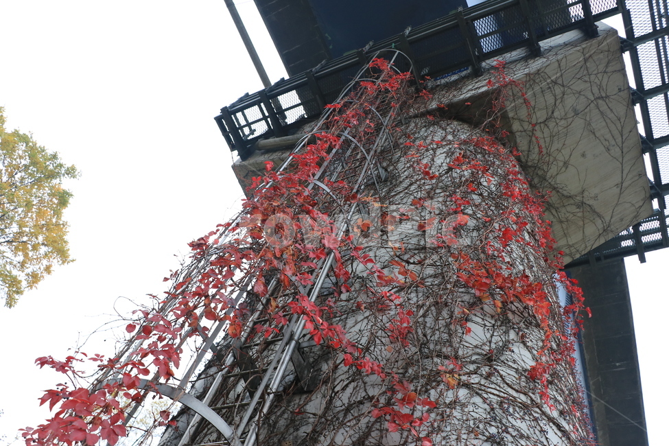 가을,공허,낙엽,외로움,autumn,가을,계절,fall,autumn,season,식물,자연,plants,nature,건축물,건물외관,exterior,building,structure,architecture,construction