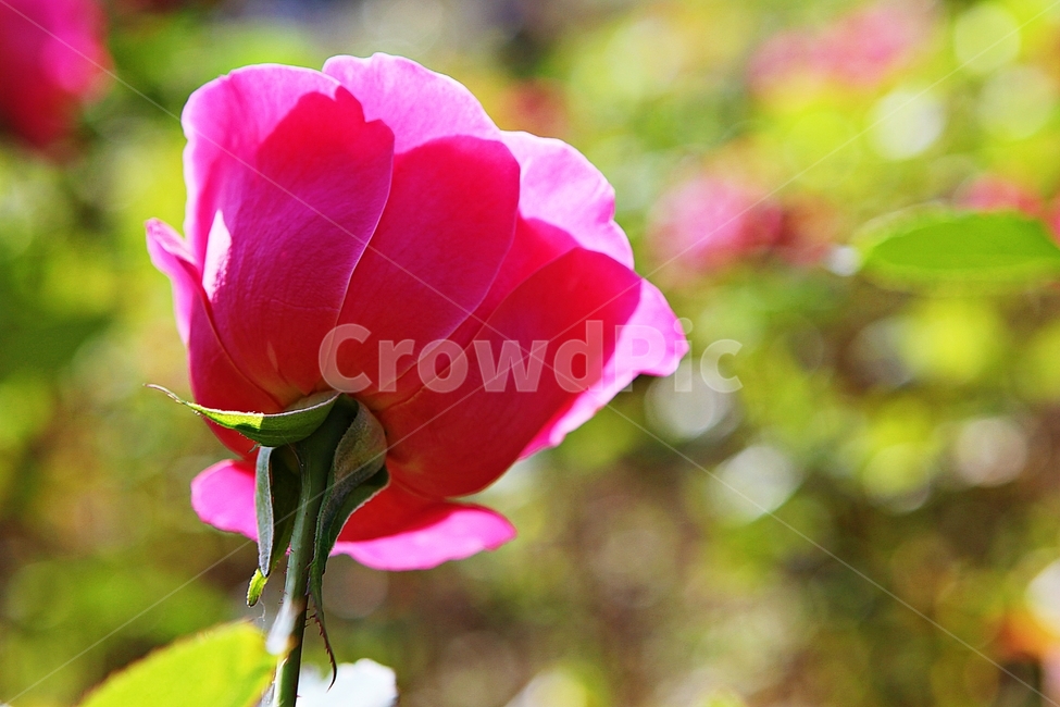 장미,장미꽃,꽃,꽃잎,가을,식물,자연,공원,식물,자연,plants,nature,꽃,flower