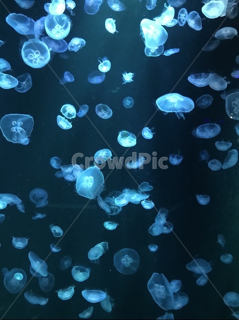 sea,ocean,바다,수족관,파란색,아름다움,감성