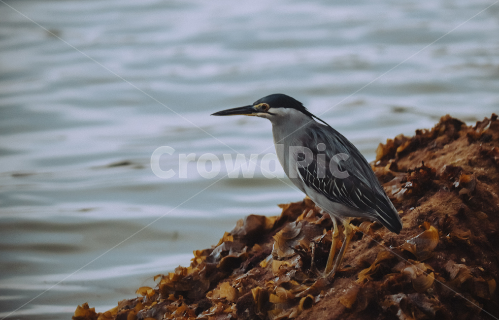 새,바다,야생,야생동물,자연,조류,새,birds