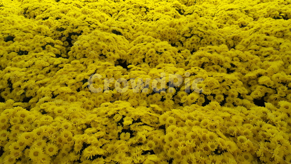 꽃,노란색,배경,꽃잎,자연,식물,식물,자연,plants,nature,꽃,flower