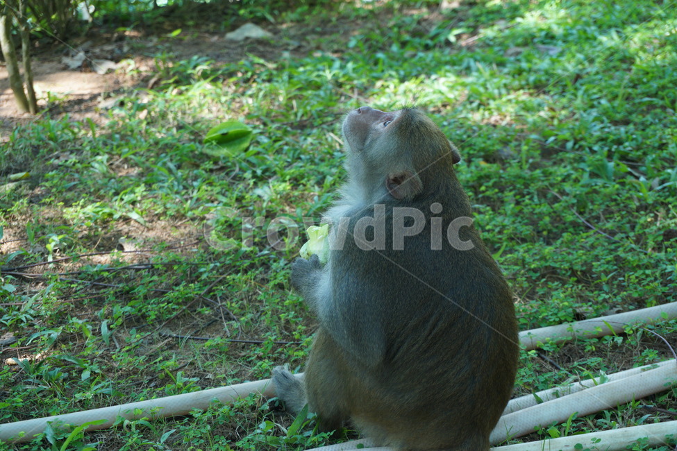 animal,monkey,원숭이,자연,동물,동물,animal,포유류,mammal