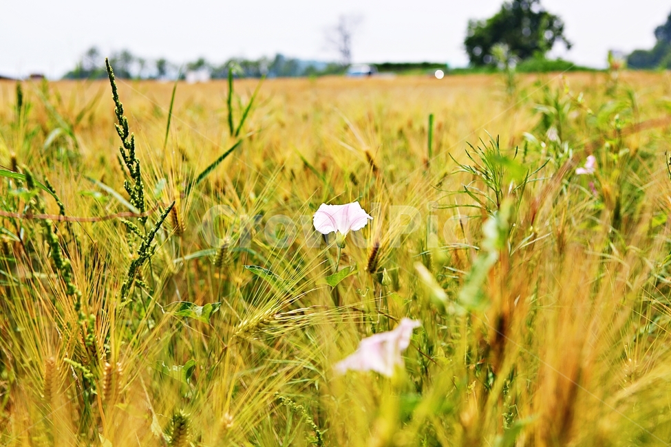 나팔꽃,보리밭,꽃,보리,곡식,자연,식물