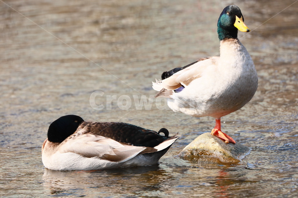 오리,청둥오리,조류,동물,새,동물,animal,조류,새,birds
