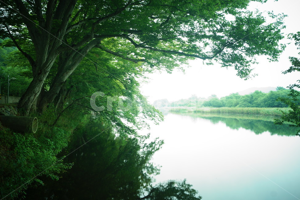 물,water,nature,자연,plant,식물,초목,tree,나무