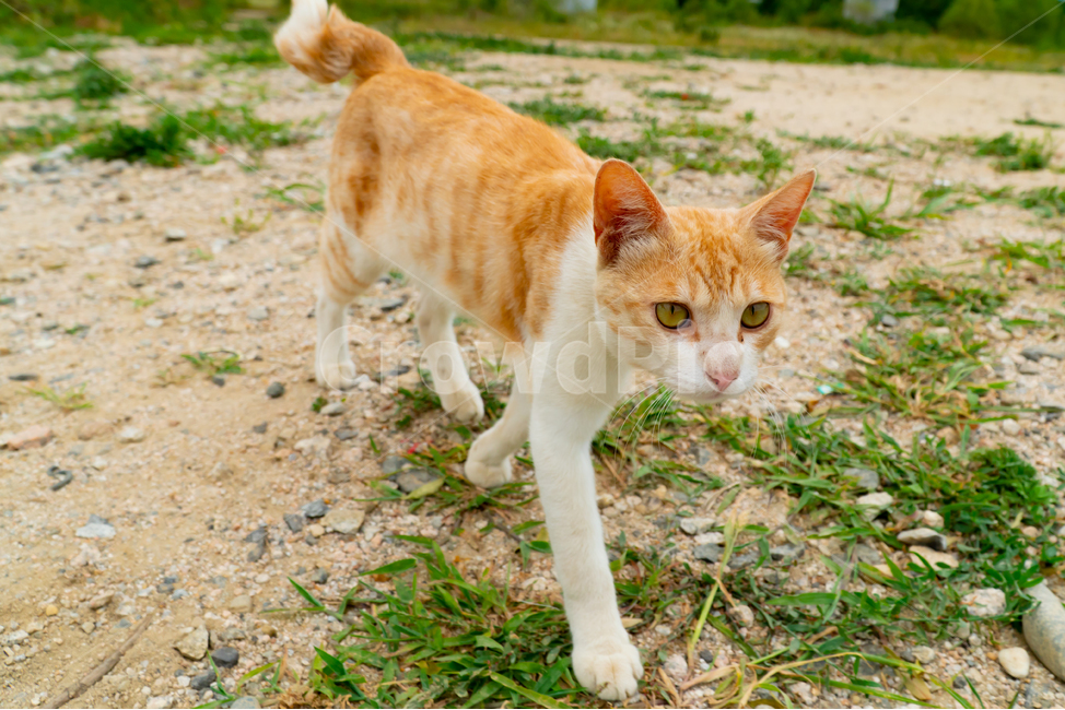 stains,beauty,yellow,wild animals,cute,life,kitty,attractiveness,kitten,stray cat,cat,streetcat,pet,wildcat,lovely,nature,gato,neko,wildanimal,Pets,animal,wild,mammalia