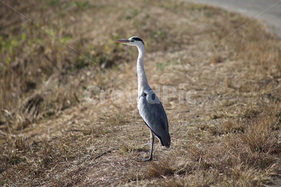 왜가리,새,대형조류,야생동물,heron,동물,animal,조류,새,birds