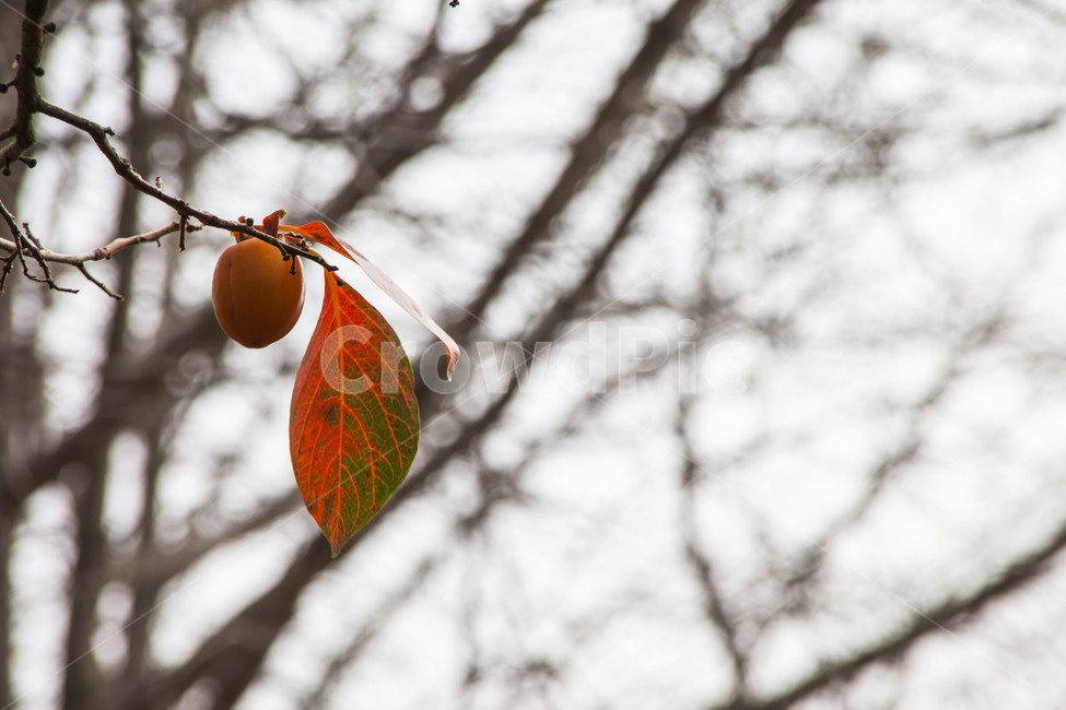 가을,낙엽,단풍,마지막잎새,추억,가을,계절,fall,autumn,season,식물,자연,plants,nature,과일,열매,fruit,plant,food,음식