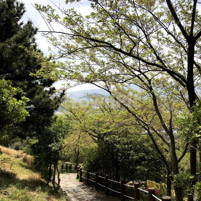 제주도,오름,둘레길,산책로,숲,힐링,나무