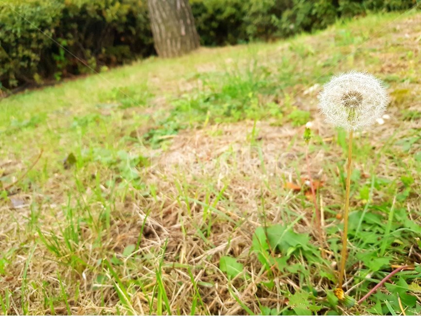 꽃,식물,민들레,잔디,풀,식물,자연,plants,nature