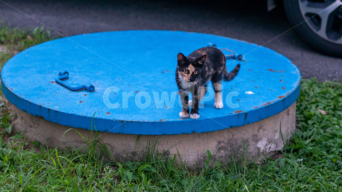 길고양이,길냥이,고양이,아기고양이,새끼고양이,코숏,코리안숏헤어,cat,pet,kitten,animal,동물
