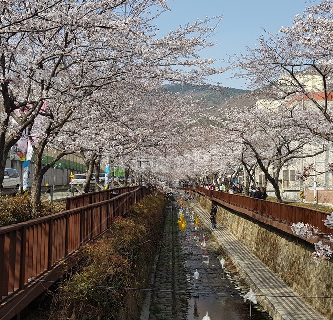 진해,군항제,봄,벚꽃,로망스다리,봄,계절,spring,season,도시,풍경,city,landscape,한국도시풍경,한국도시경관,korea cityscape,축제,행사,festival,carnival,event,plant,식물,blossom,꽃,flower,bridge,다리,building,건물