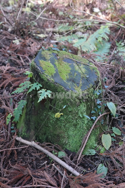 숲,나무,풀,햇빛,자연,나무들,숲길,산,그린,초록색,날씨,빛,식물,자연,plants,nature,나무,trees,wood