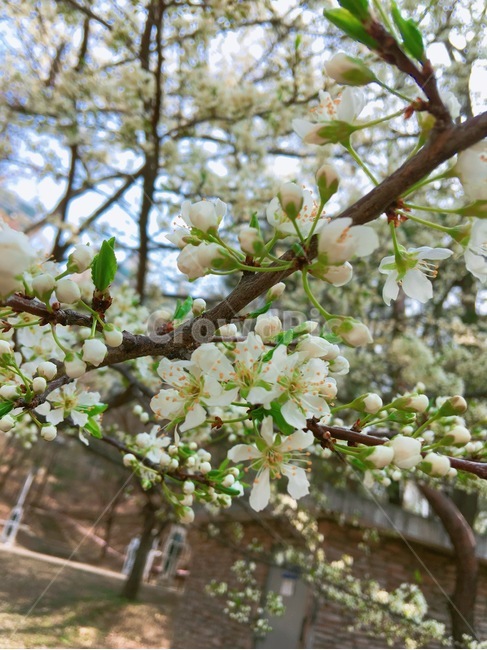 봄,꽃,흰색꽃,싱글생글,flower,봄,계절,spring,season,식물,자연,plants,nature,꽃,flower,plant