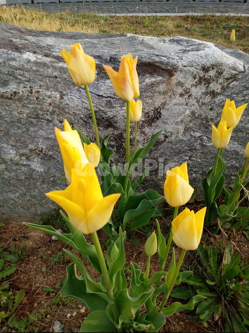 튤립,tulip,백합과,식물,꽃,구근초,여러해살이화초